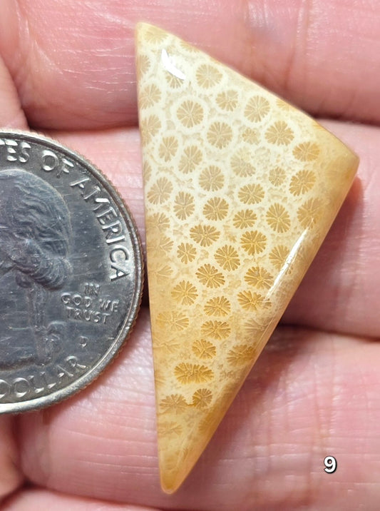 #9 Fossil Coral
