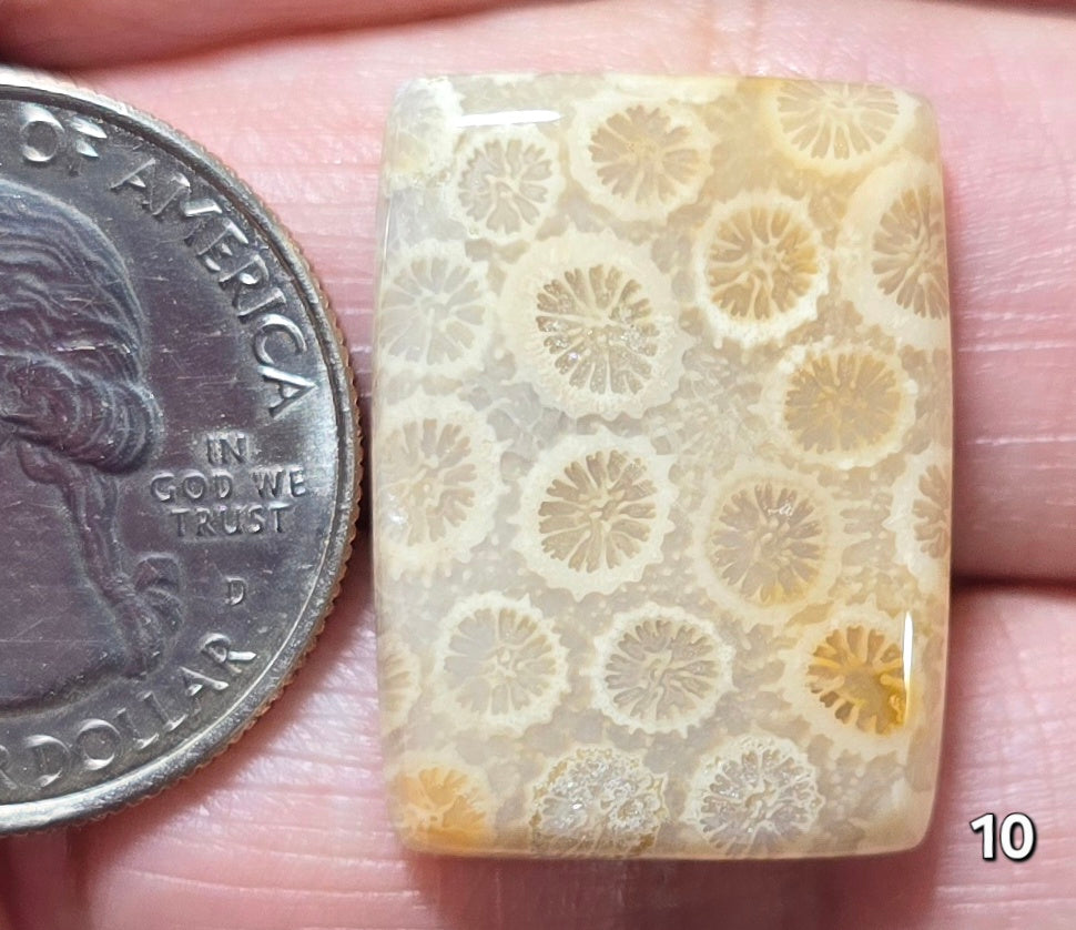 #10 Fossil Coral