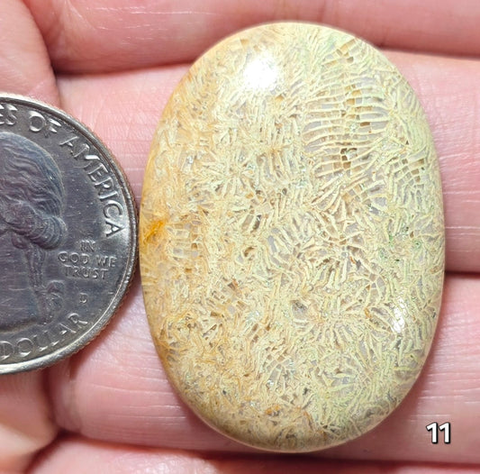 #11 Fossil Coral