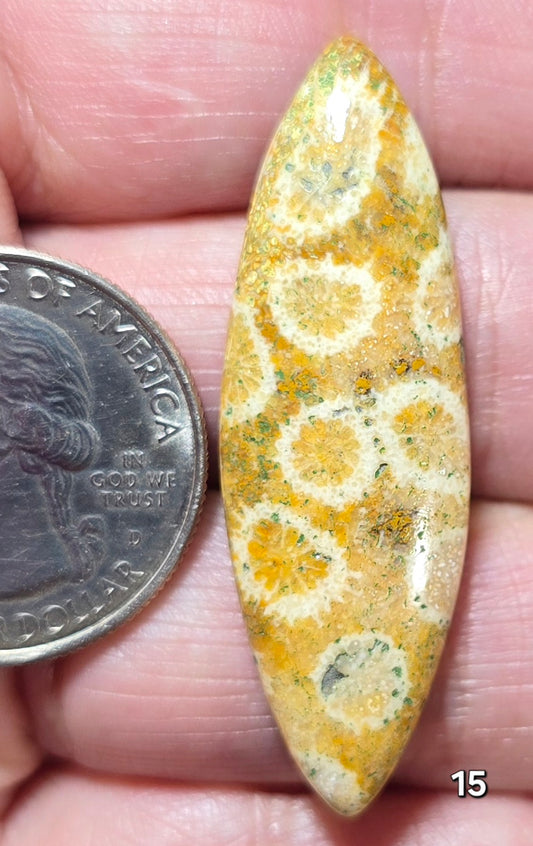 #15 Fossil Coral