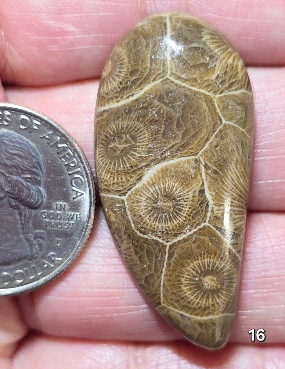 #16 Fossil Coral