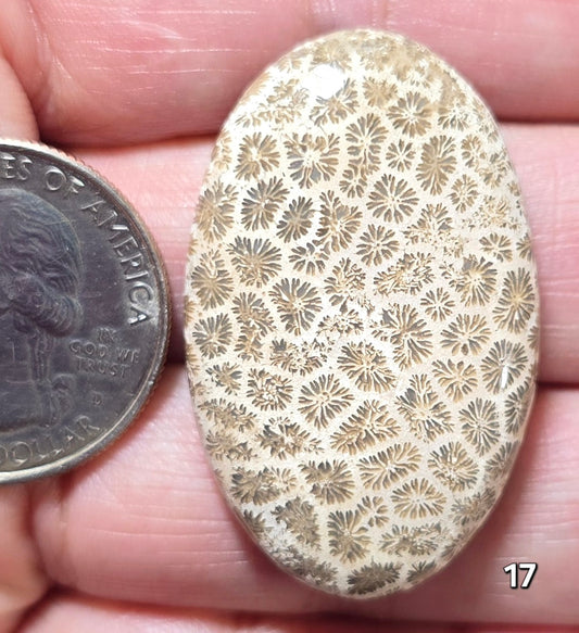 #17 Fossil Coral