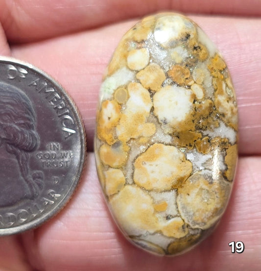 #19 Honeycomb Fossil Coral