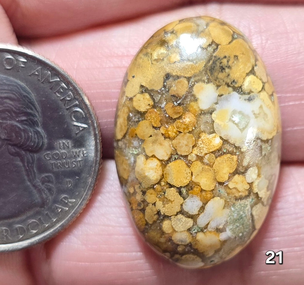 #21 Honeycomb Fossil Coral