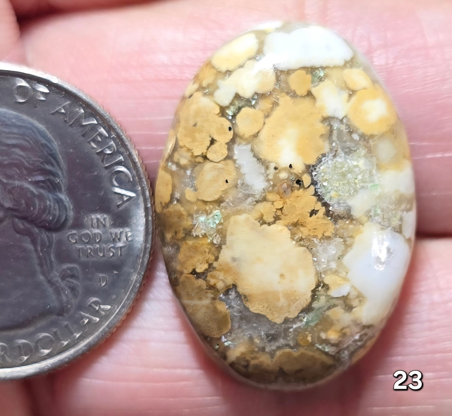 #23 Honeycomb Fossil Coral