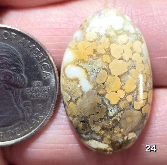 #24 Honeycomb Fossil Coral