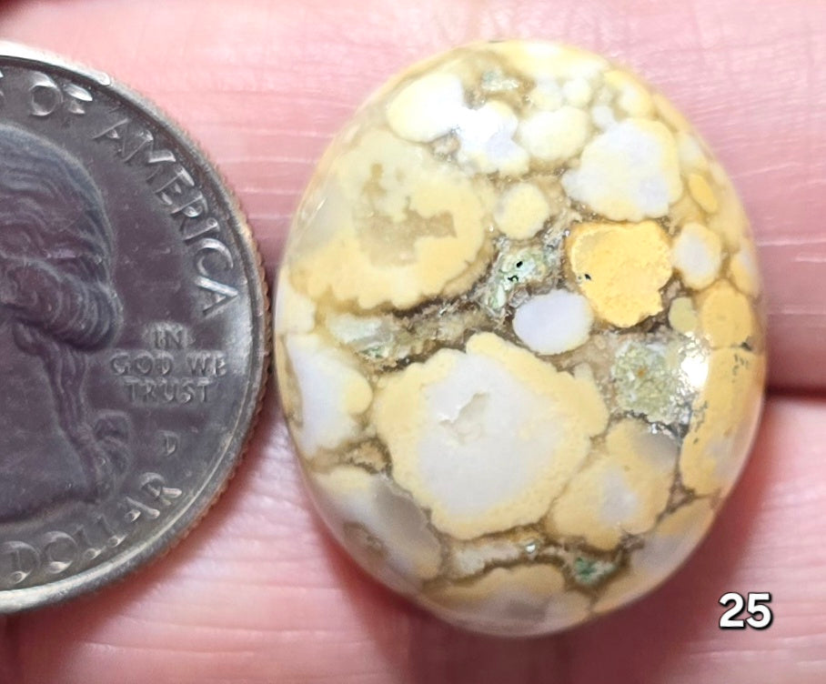 #25 Honeycomb Fossil Coral