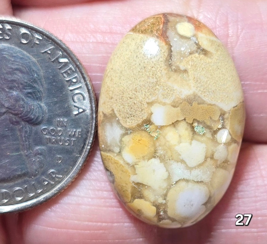 #27 Honeycomb Fossil Coral