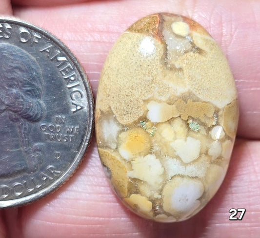 #27 Honeycomb Fossil Coral