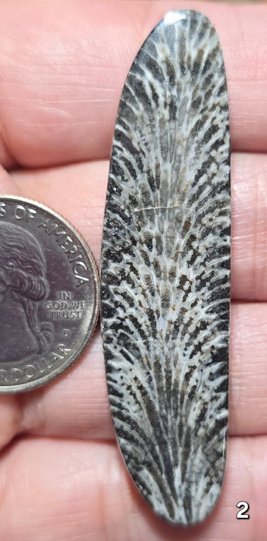 #2 Black Fossil Coral