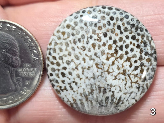 #3 Black Fossil Coral