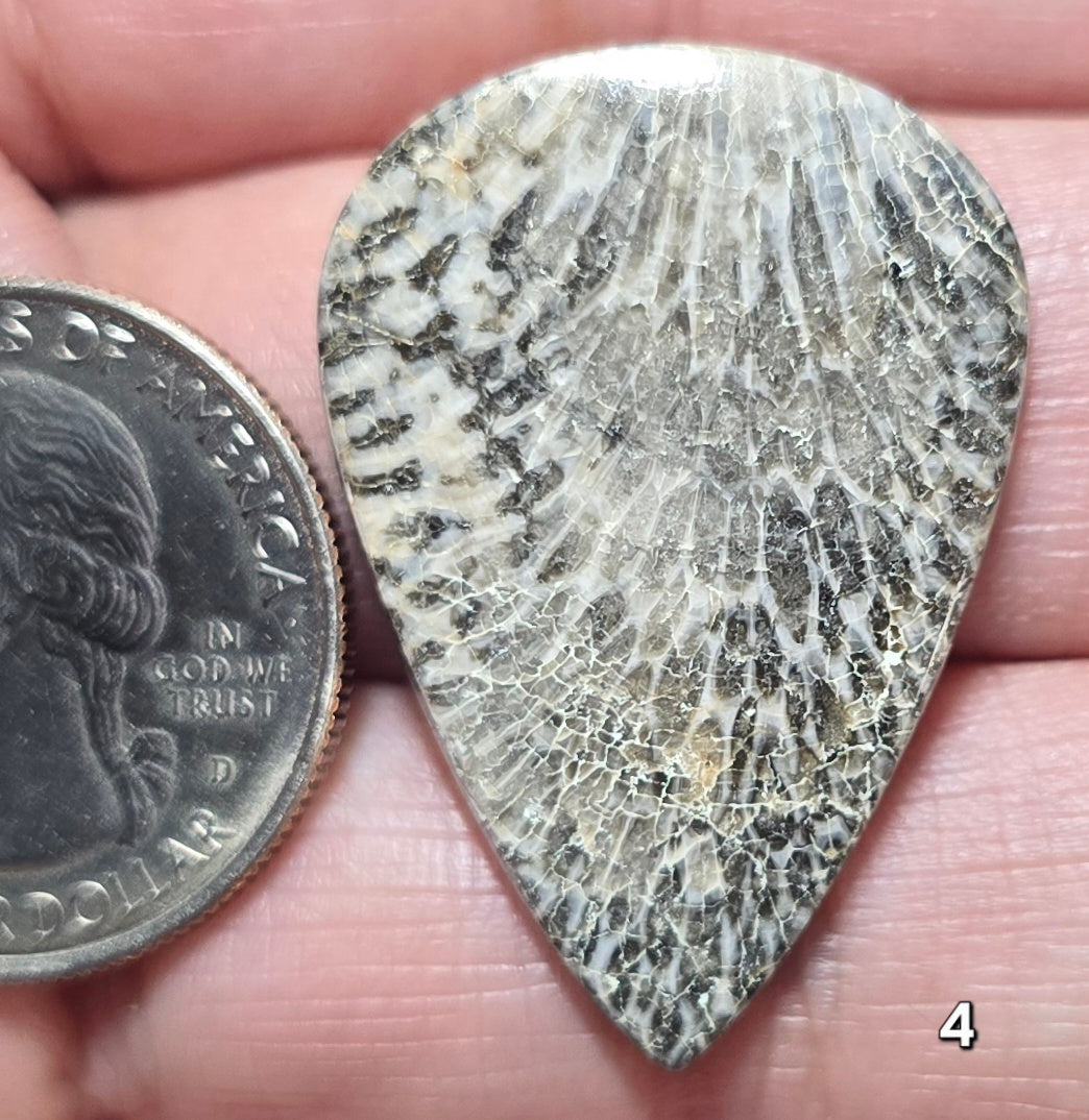 #4 Black Fossil Coral