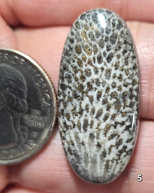 #5 Black Fossil Coral