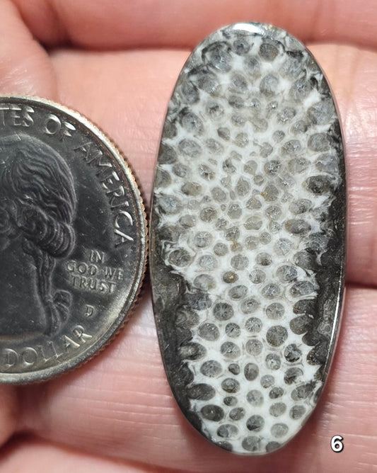 #6 Black Fossil Coral