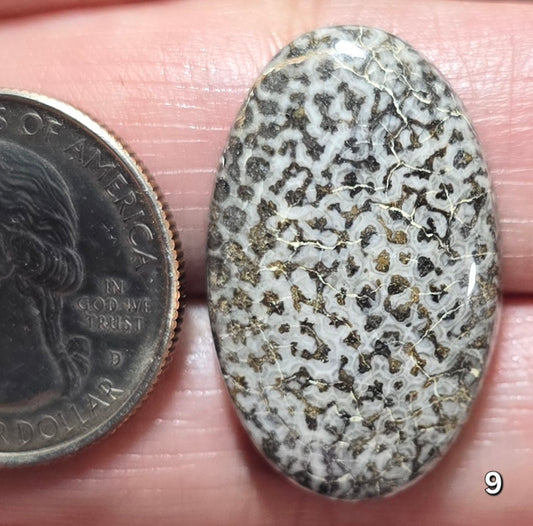 #9 Black Fossil Coral