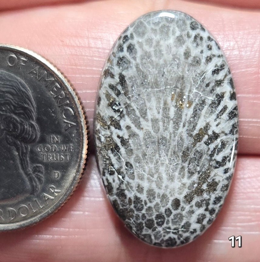 #11 Black Fossil Coral