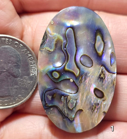 #1 Abalone Shell