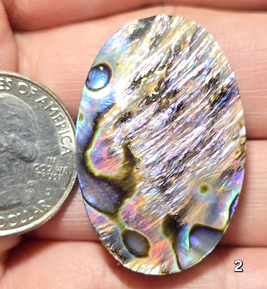 #2 Abalone Shell