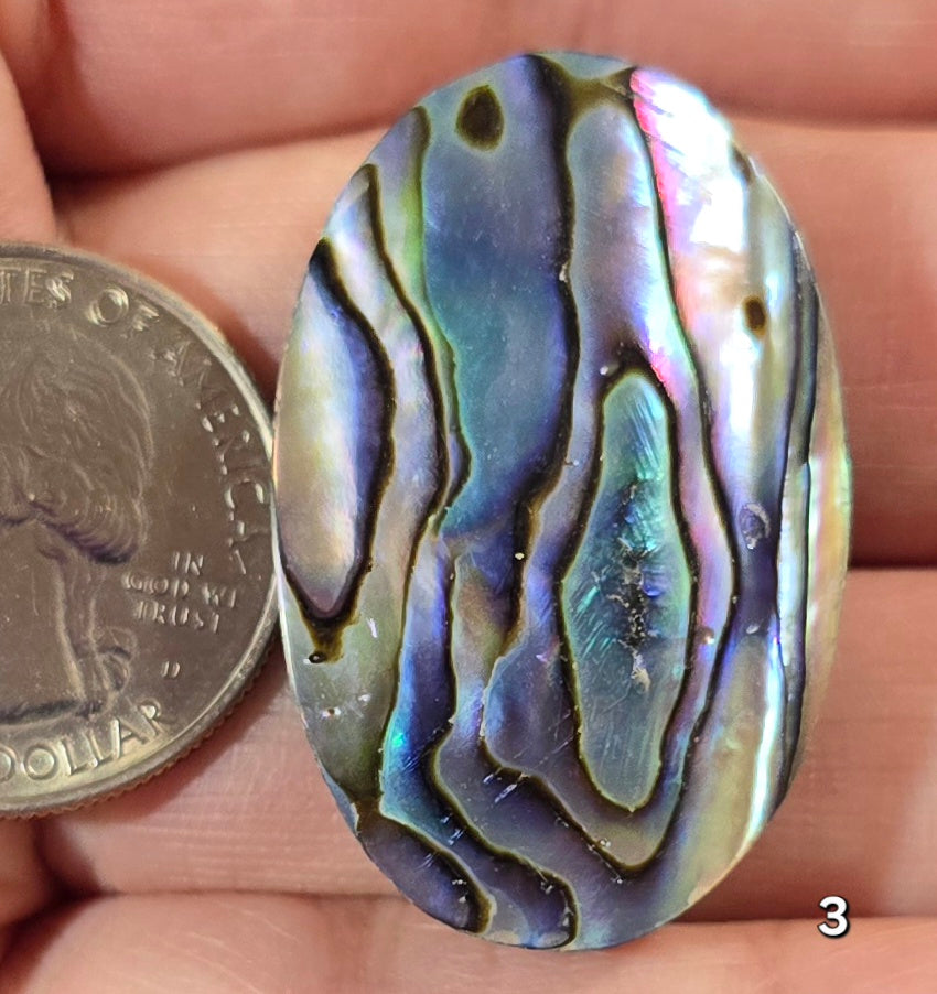 #3 Abalone Shell