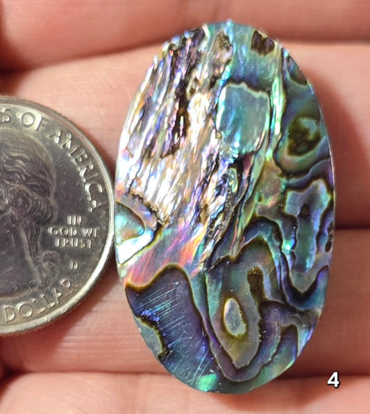 #4 Abalone Shell