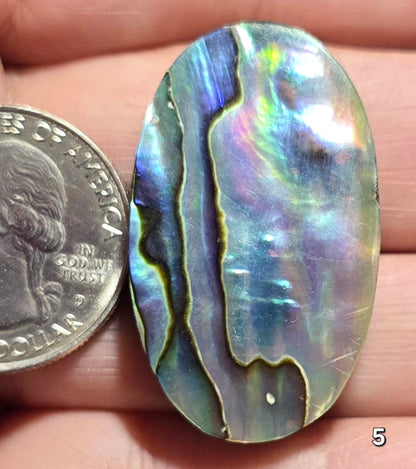 #5 Abalone Shell