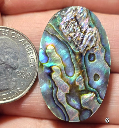 #6 Abalone Shell