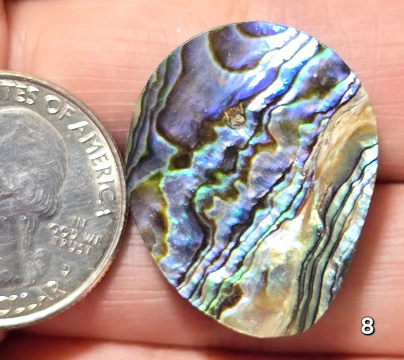 #8 Abalone Shell