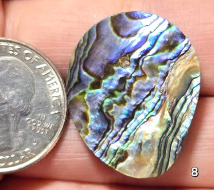 #8 Abalone Shell