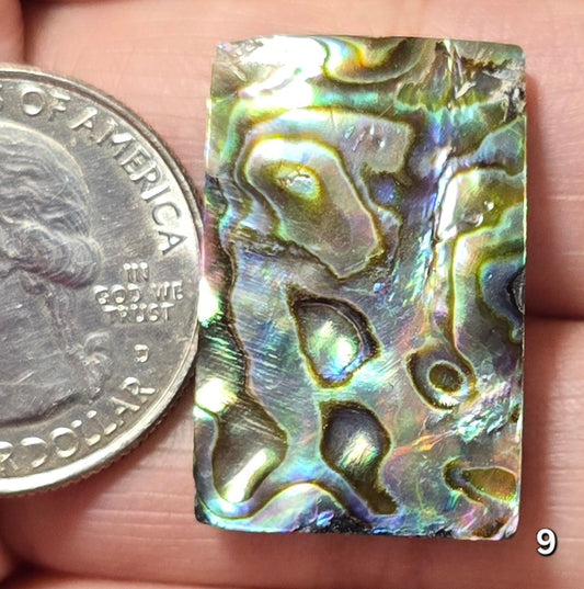#9 Abalone Shell