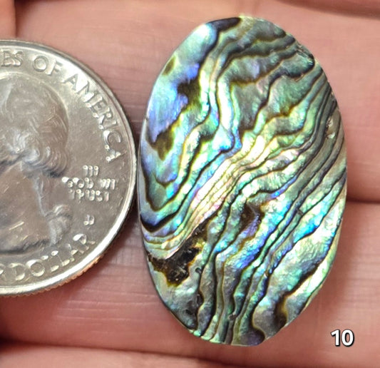 #10 Abalone Shell
