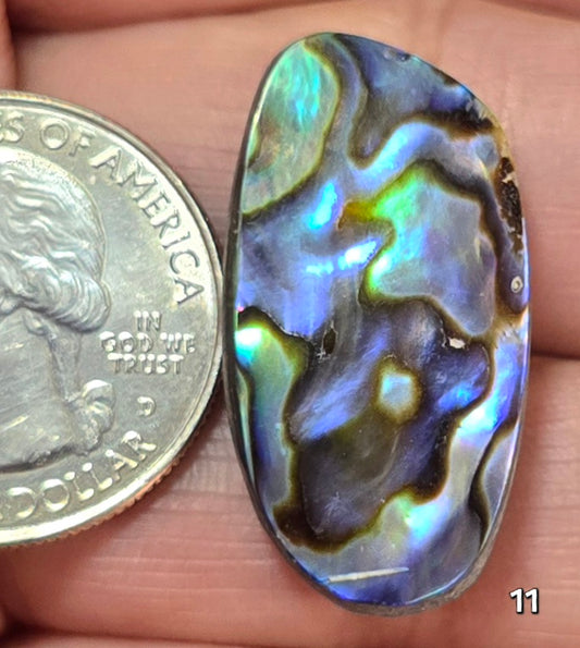#11 Abalone Shell