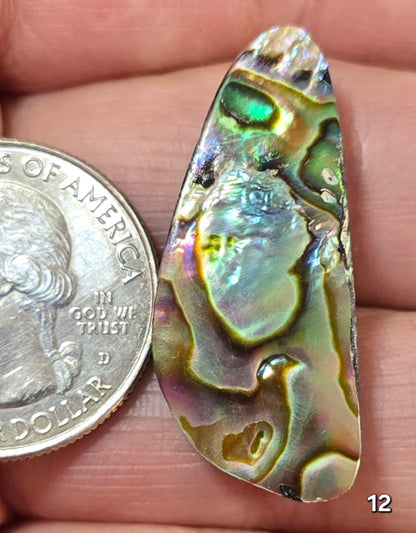 #12 Abalone Shell
