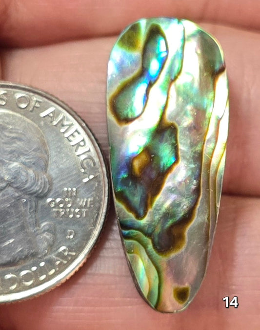 #14 Abalone Shell
