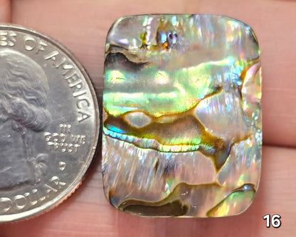 #16 Abalone Shell