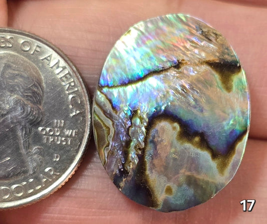 #17 Abalone Shell