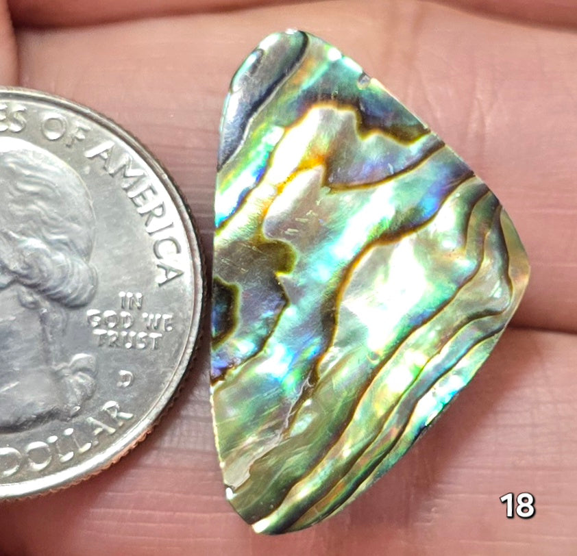 #18 Abalone Shell
