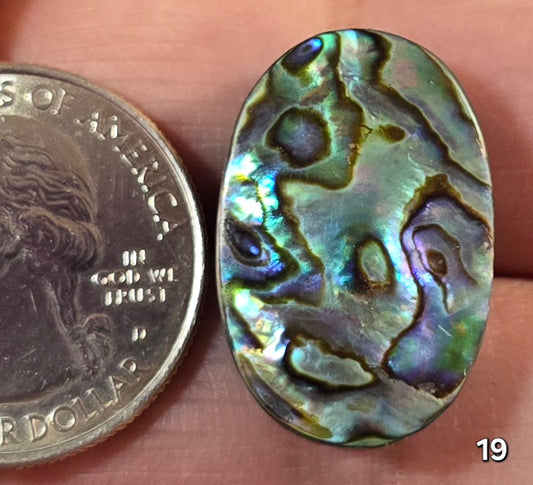 #19 Abalone Shell