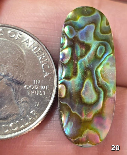 #20 Abalone Shell