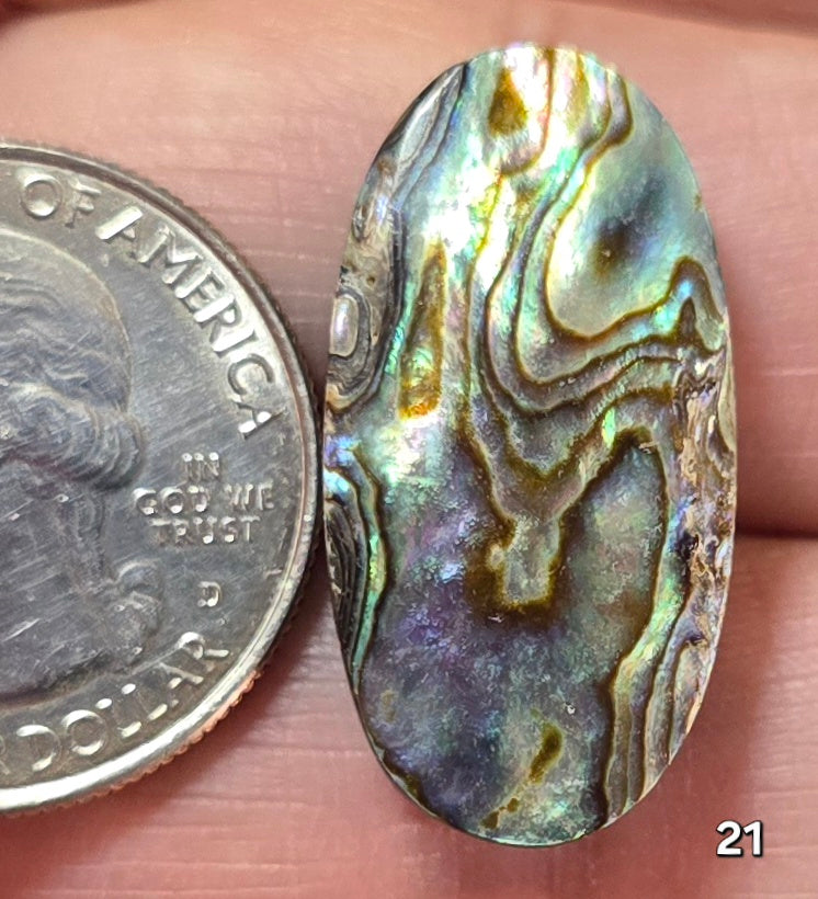 #21 Abalone Shell
