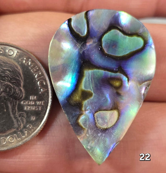#22 Abalone Shell
