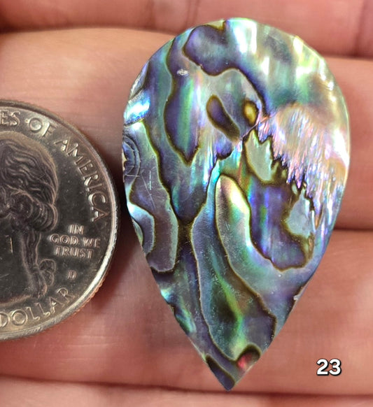 #23 Abalone Shell