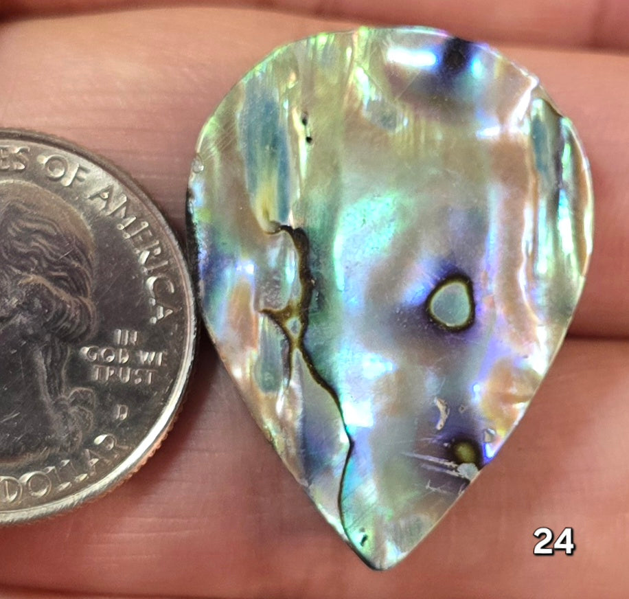 #24 Abalone Shell
