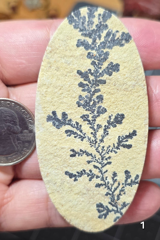 #1 Psilomelane Dendrite