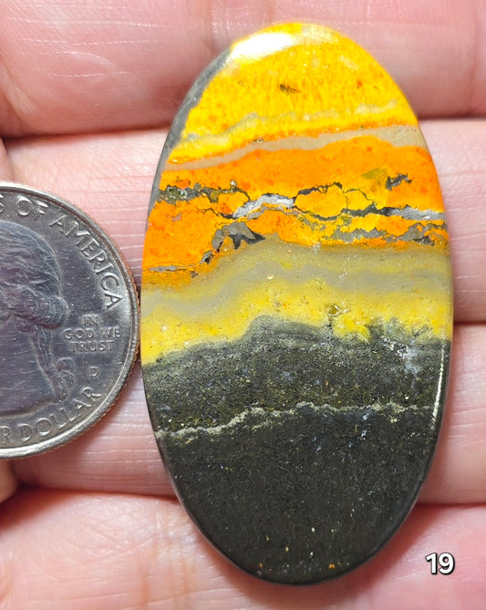 #19 Bumblebee Jasper