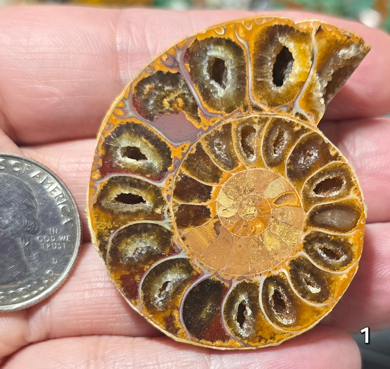 #1 Ammonite Fossil Slice
