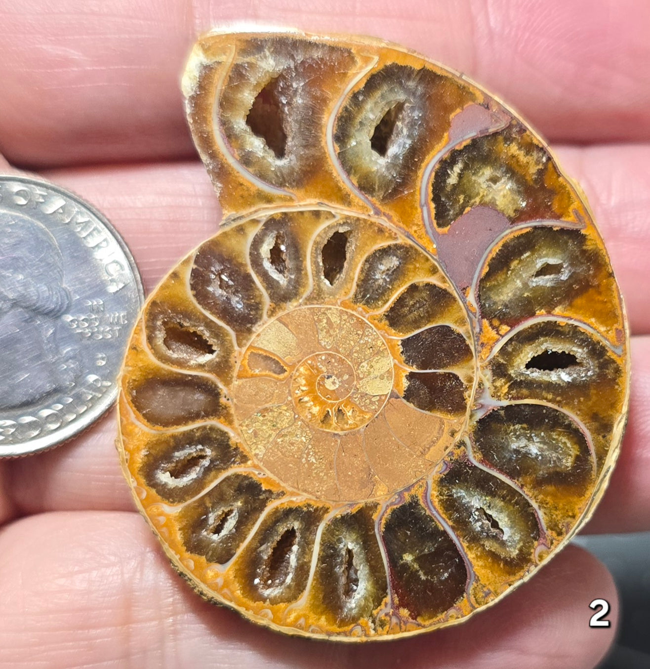 #2 Ammonite Fossil Slice
