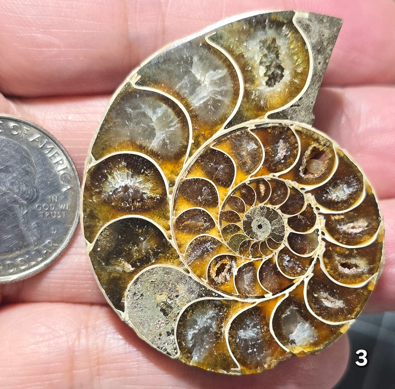 #3 Ammonite Fossil Slice