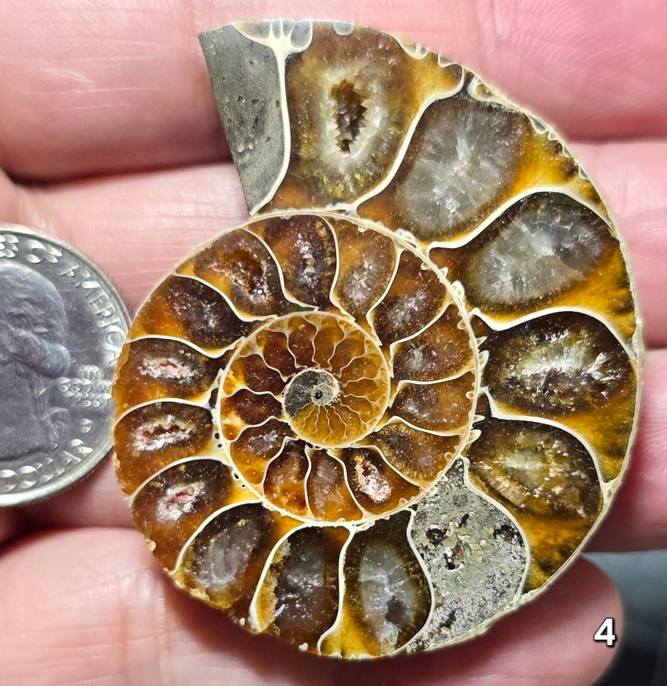#4 Ammonite Fossil Slice