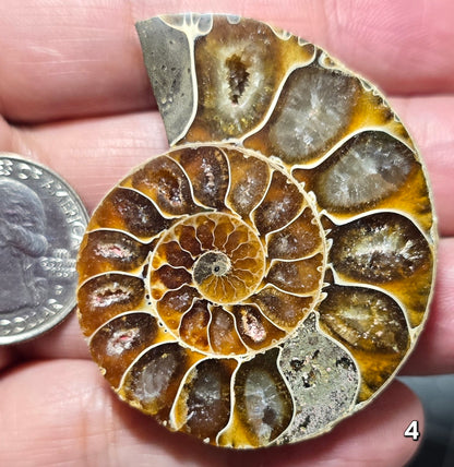 #4 Ammonite Fossil Slice