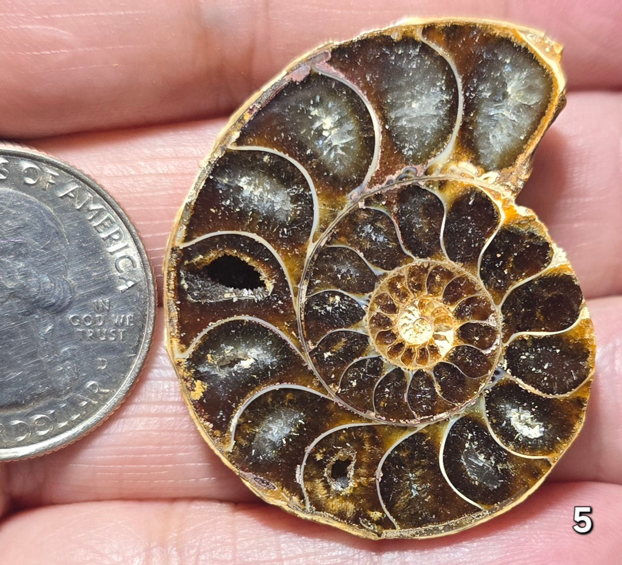 #5 Ammonite Fossil Slice